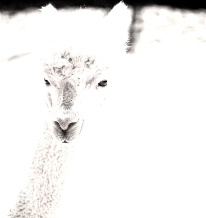 Young, white Alpaca, high key contrast. OLYMPUS DIGITAL CAMERA