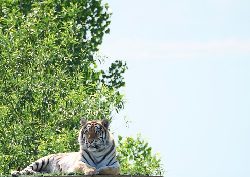 White tiger with black stripes resting on wooden deck. Looking left full size portrait. Close view with green blurred background. Wild animals, big cat