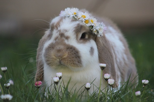 A white, furry rabbit sitting in a grassy field with a crown of colorful flowers adorning its head