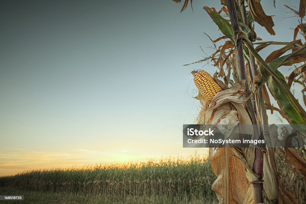 Zachód słońca na polu kukurydzy - Zbiór zdjęć royalty-free (Roślina zbożowa)