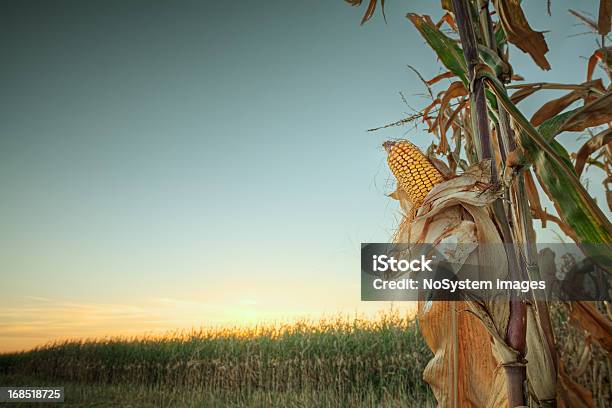 Zachód Słońca Na Polu Kukurydzy - zdjęcia stockowe i więcej obrazów Roślina zbożowa - Roślina zbożowa, Łupina, Bez ludzi