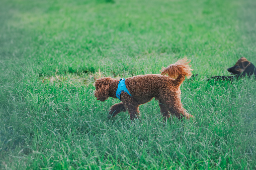 Dogs at the dog park