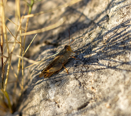 Grasshopper hiding in shade on the stone