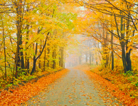 Maple and Beech trees line a foggy country road in rural Vermont