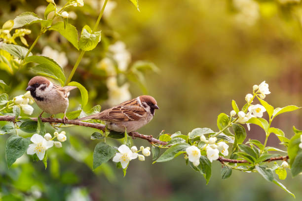 istock two birds sparrows sitting on the branches of flowering and fragrant jasmine 1685191174