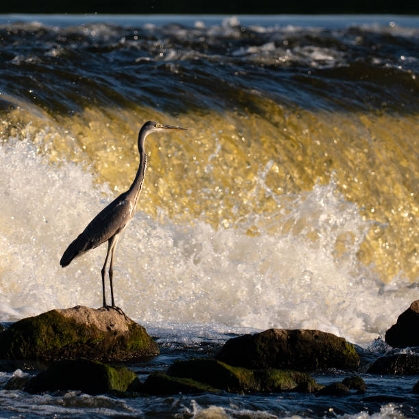 istock gray heron against the background of a waterfall 1685195659
