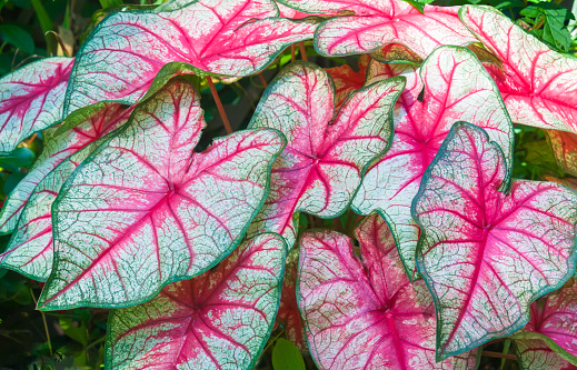 Colorful Caladium  leaves grow in profusion in a Cape Cod garden.  For obvious reasons these are commonly known as elephant ears.