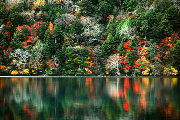 le paysage de belles feuilles d’automne au japon le paysage de nikko yunoko comme un tableau - nikko asia japan natural landmark photos et images de collection