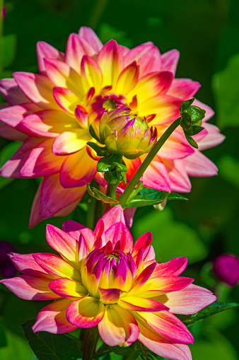 Beautiful, fresh, colorful dahlias for sale at a local farmers market in Seattle