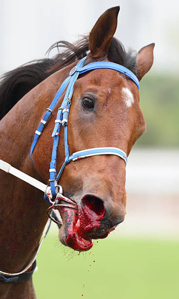 馬鼻、血液 - horse horse racing animal head horseracing track ストックフォトと画像