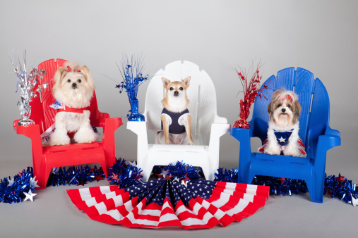 patriotic puppies celebrating an American Holiday