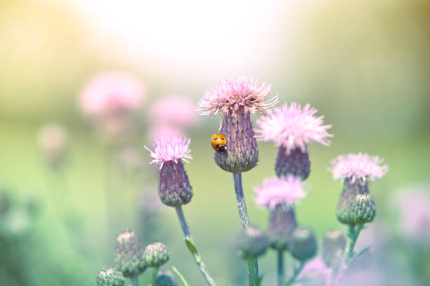 Ladybug in meadow walking on wildflower