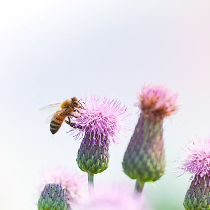 Honey bee pollinating thistle in meadow 