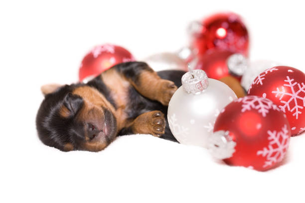 Christmas Puppy Newborn Yorkshire Terrier puppy dressed for Christmas with a large rawhide bone. newborn yorkie puppies stock pictures, royalty-free photos & images