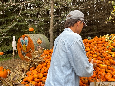 Rear view of senior man waist up in cap holding small orange decorative pumpkin gourd as he looks through the large pile in Wisconsin in the fall season
