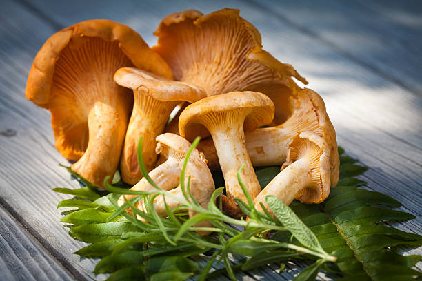 chanterelles - chanterelle edible mushroom mushroom freshness photos et images de collection