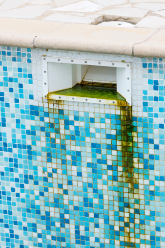 Green Algae Grunge before Cleaning Tiled Swimming Pool