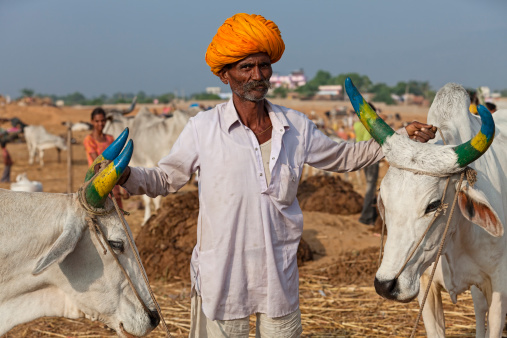 A cattleman stands proudly with two of his Brahma cattle at the Pushkar Camel Fair in Pushkar, Rajasthan, India.
