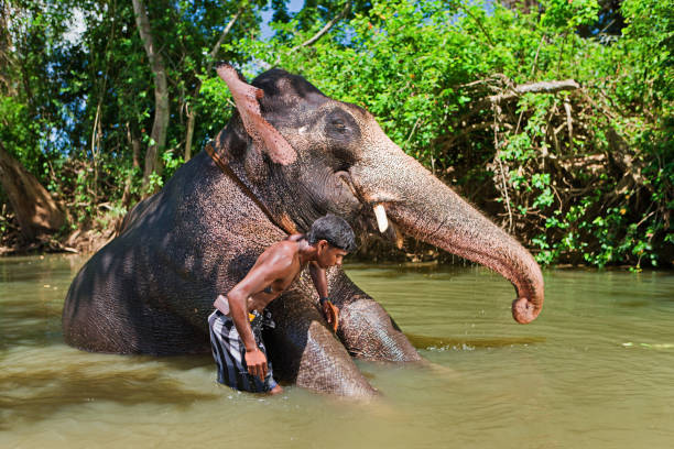istock Mahout bathing his elephant in the river 168521682