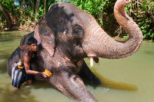 istock Mahout bathing his elephant in the river 168521706