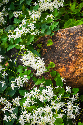 Vines of the highly invasive Japanese Honeysuckle bloom with fragrant white flowers as they twine around a large stone.