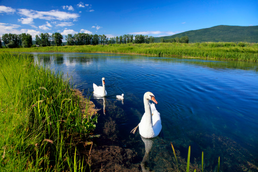 Swan family on the Gacka river-Licko Lesce-Croatia