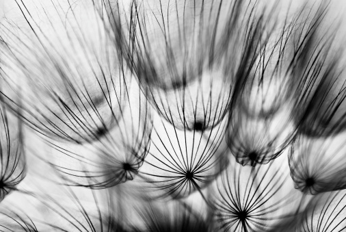 Macro shot of dandelion seeds rendered in black and white