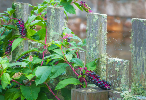 Clusters of poisonous purple pokeweed berries grows on an old wooden fence on Cape Cod.