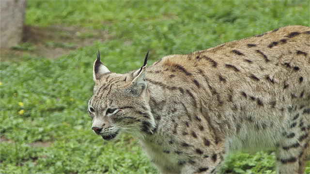 Lone Lynx Walking on Green Grass