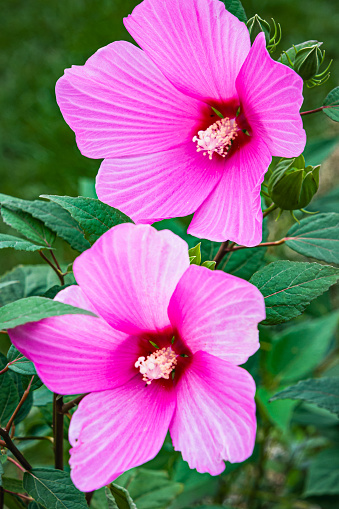 A pair of freshly bloomed Rose of Sharon flowers in a Cape Cod garden.