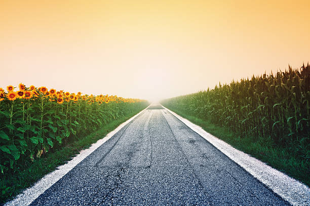 Sunflower And Corn Field At Sunrise Asphalt road between sunflower and corn field on a fogy morning. helianthus stock pictures, royalty-free photos & images