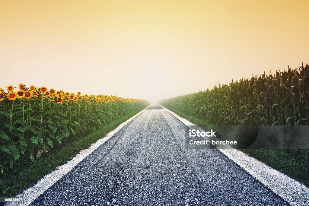 Słonecznik i kukurydzy pole na wschód słońca - Zbiór zdjęć royalty-free (Słonecznik)