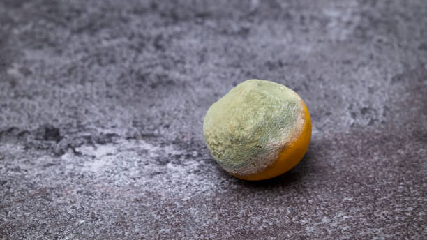 istock A spoiled orange with mold lies on a gray surface. 1685270246