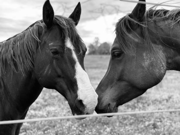istock two horses standing next to each other behind a wire fence 1685279080