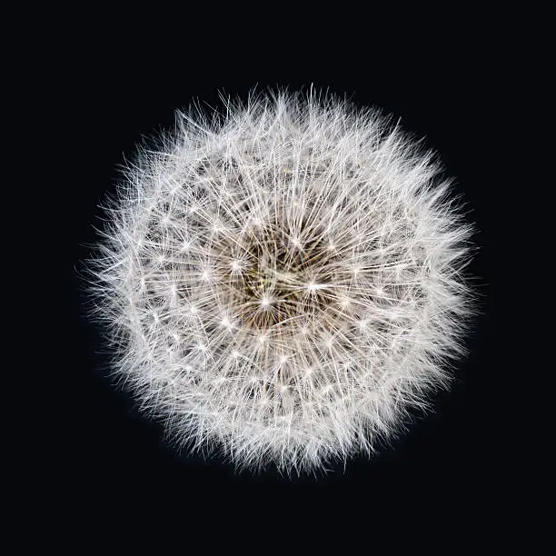 Photo of White dandelion isolated on black background