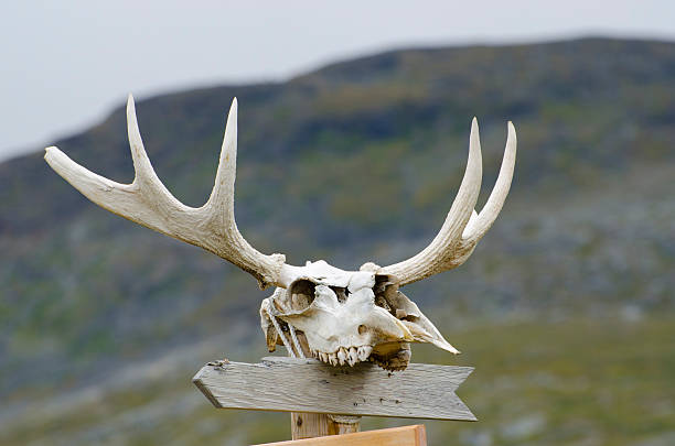 panneau indicateur vide avec moose crâne et antlers hilton colorado springs - deer skull photos et images de collection