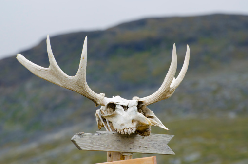 Weathered sign post, with moose skull and antlers, ready to be filled in.