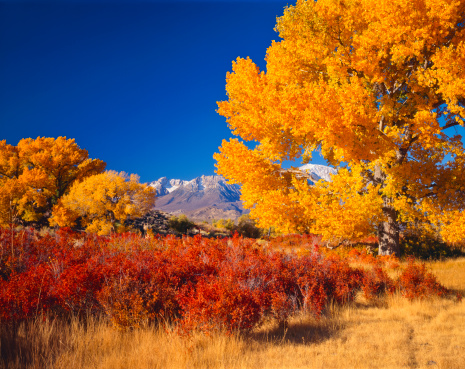 Golden and yellow leaves of maple tree in warm autumn and blue sky with beautiful bright blue sky background