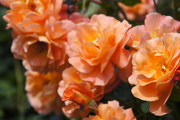 istock Rose flowers Westerland 168531161