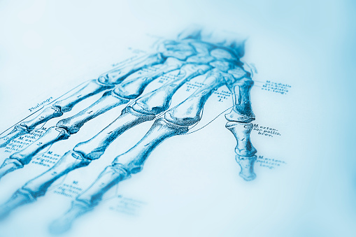Humans Hannds Human Hand Stock Illustration - Download Image Now - Anatomy ...