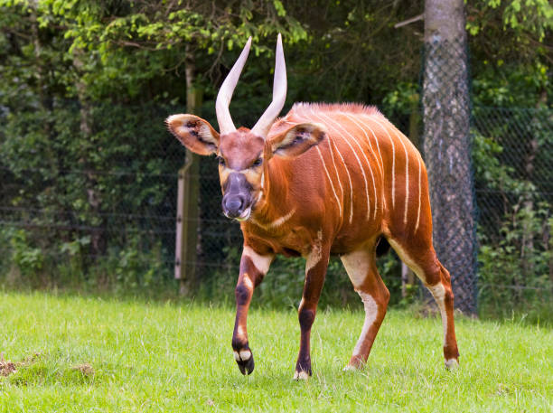 Bongo antelope portrait A beautifully striped bongo antelope walking in nature antelope bongo stock pictures, royalty-free photos & images