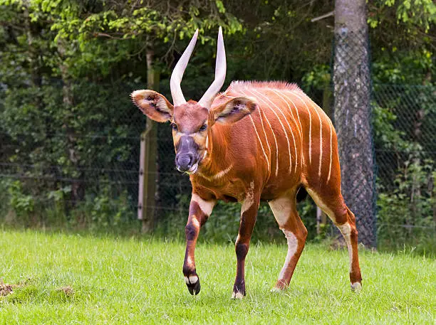A beautifully striped bongo antelope walking  in nature