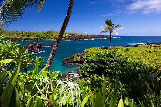 idillio bay con palme e oceano blu, maui, hawaii - traffel foto e immagini stock