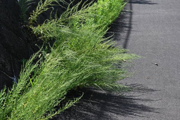 istock Artemisia indica ( Japanese mugwort ) flowers. 1685352725