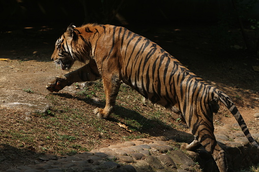 behavior of a Sumatran tiger in a conservation center