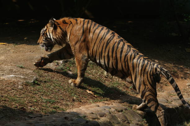 tygrys sumatrzański - tiger animal sumatran tiger endangered species zdjęcia i obrazy z banku zdjęć