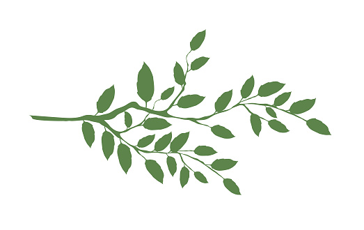 A simple plant branch silhouette in green on a transparent background. (There is no white in this image.)