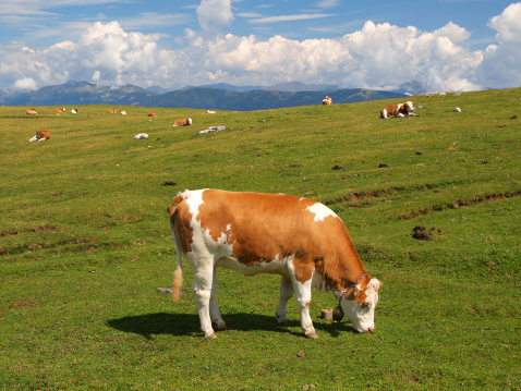 A cow mouth open, red and white in a pasture lying lazy mooing cow, wailing, showing gums and tongue