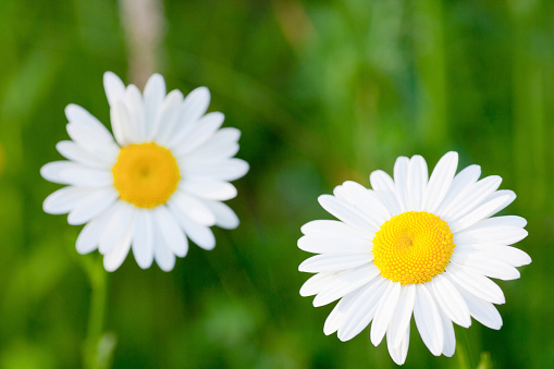 Marguerite in the morning light