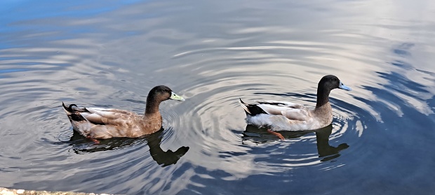 Ducks floating on the water